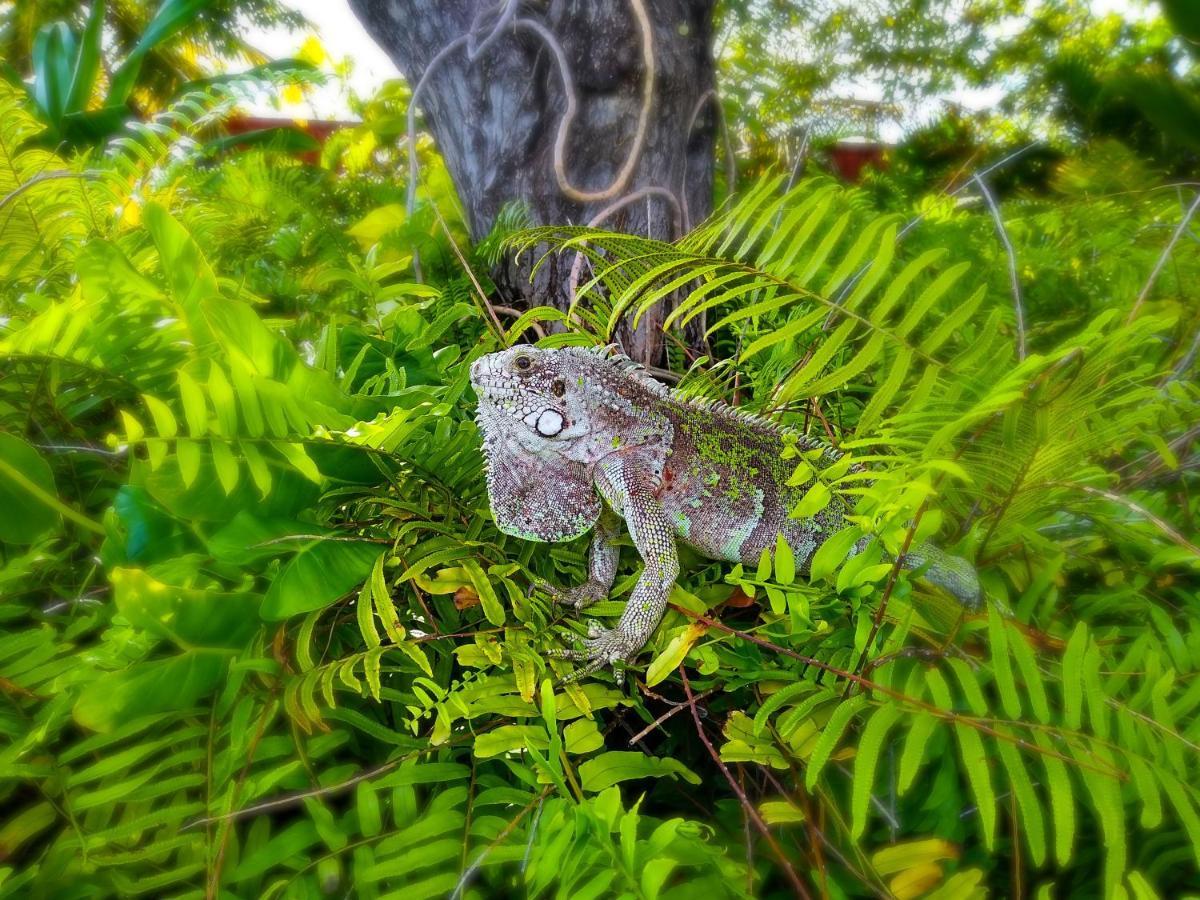 Castelo Vendom Ecolodge Паражуру Экстерьер фото